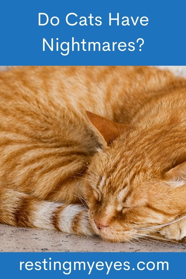 Do Cats Have Nightmares